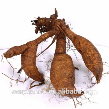 GMP 2016 china golden supplier wholesale fast speed radix puerariae root extract 40% puerarin